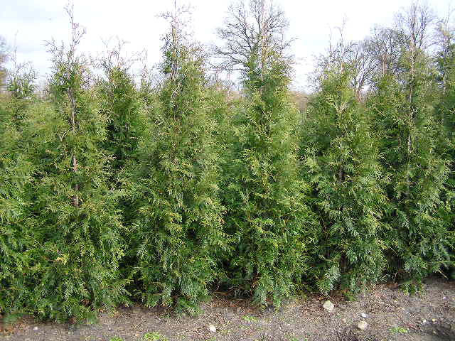 Thuja occ. Brabant